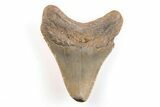 Bargain, 3.17" Fossil Megalodon Tooth - North Carolina - #200659-1